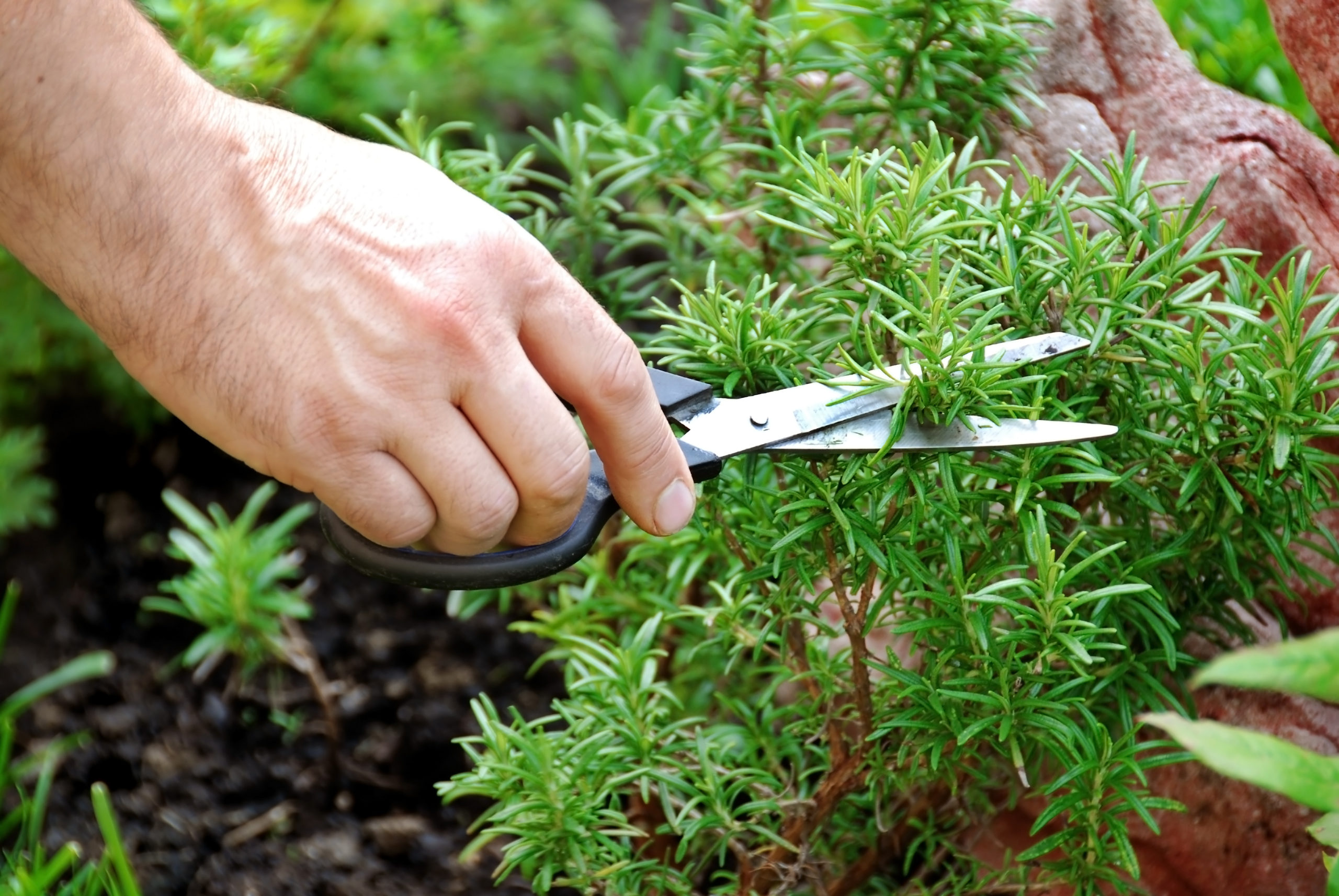 medicinal herbs